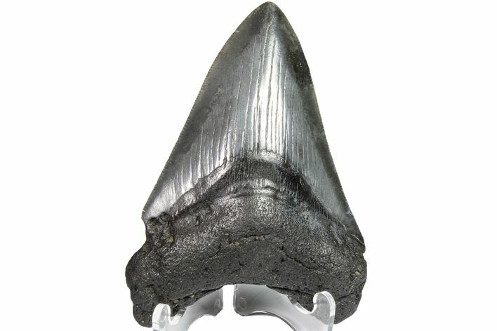 Fossil Megalodon Tooth - Georgia #151512